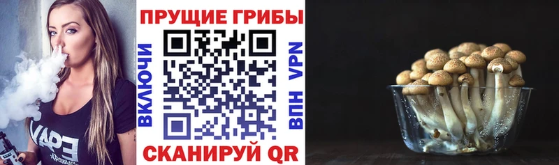 Псилоцибиновые грибы Cubensis  закладка  Сорск 
